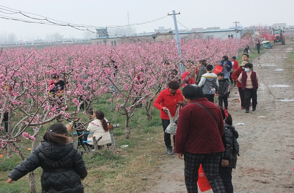 附件3：3月27日至28日古饶镇第五届桃花节时，游人在秦楼生态园赏桃花.JPG